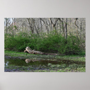 Fallen Tree Reflection Poster