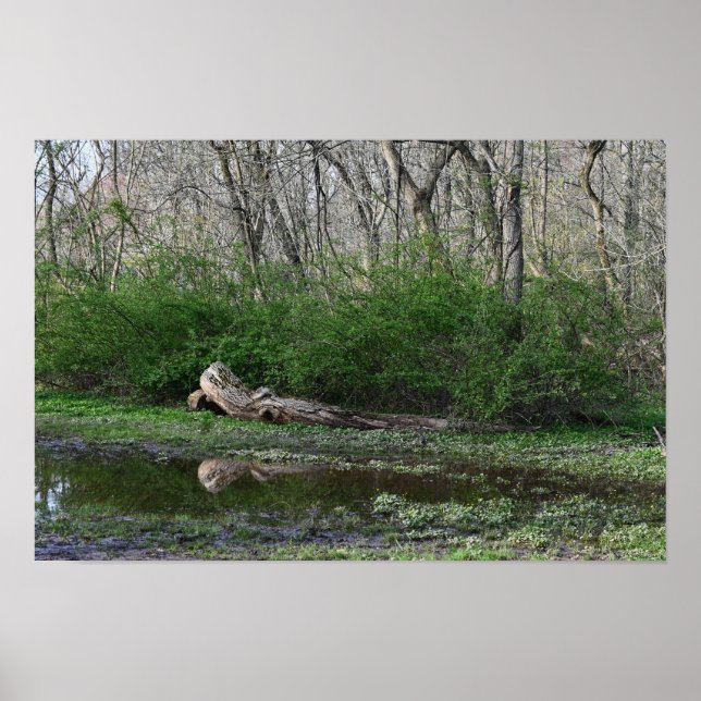 Fallen Tree Reflection Poster (Front)