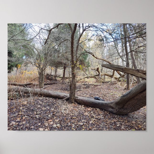 Fallen Trees Poster (Front)