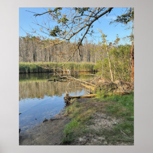 Fallen Trees Waterscape Poster