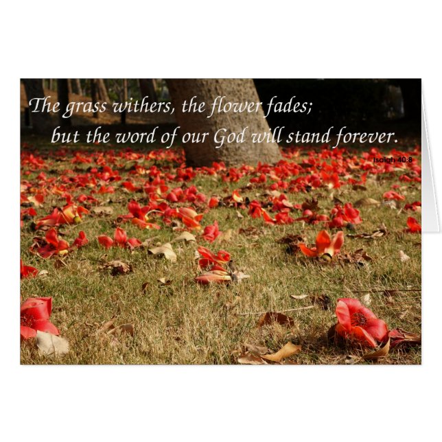 Falling Flowers of the Red Silk Cotton Tree (Front Horizontal)