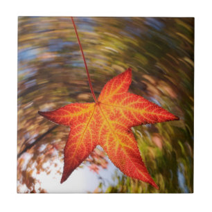 Falling Leaf from a tree in autumn Ceramic Tile