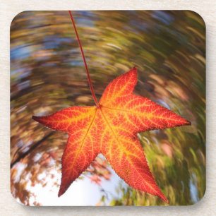 Falling Leaf from a tree in autumn Coaster