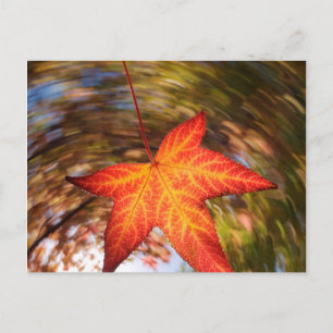 Falling Leaf from a tree in autumn Postcard