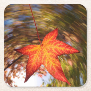 Falling Leaf from a tree in autumn Square Paper Coaster