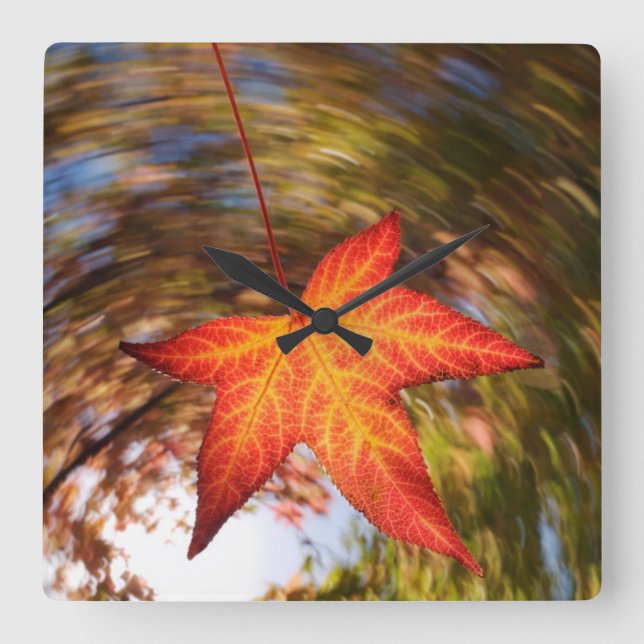 Falling Leaf from a tree in autumn Square Wall Clock (Front)