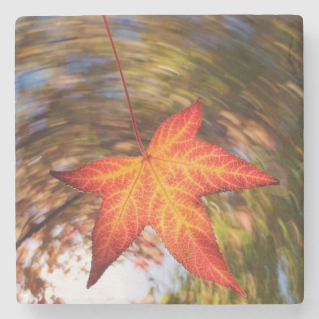 Falling Leaf from a tree in autumn Stone Coaster (Front)