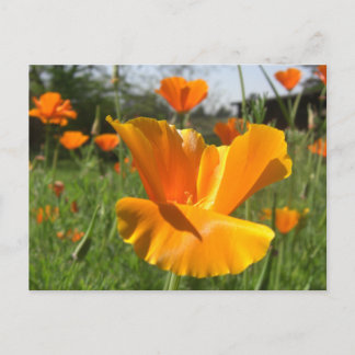 Falling Poppy Notes Card