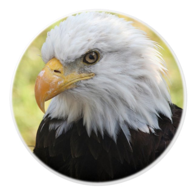 Falln Bald Eagle Liberty Ceramic Knob (Front)