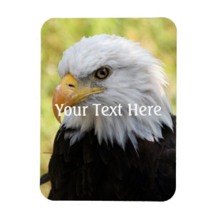 Falln Bald Eagle Liberty Magnet