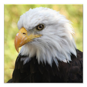 Falln Bald Eagle Liberty Photo Print