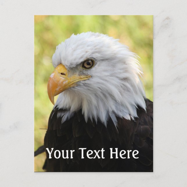 Falln Bald Eagle Liberty Postcard (Front)