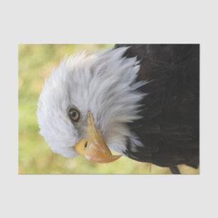 Falln Bald Eagle Liberty Tissue Paper