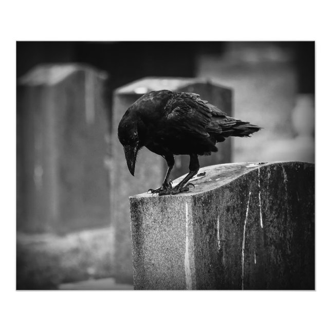 Falln Cemetery Crow Photo Print (Front)