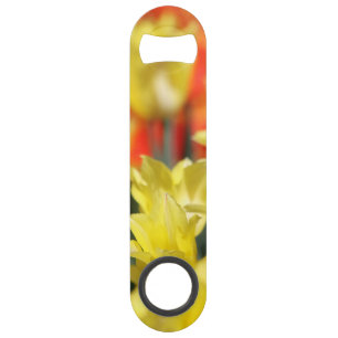 Falln Floral Summer Glow