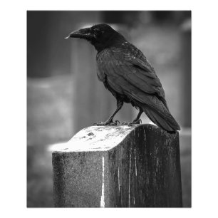 Falln Found A Feather Photo Print