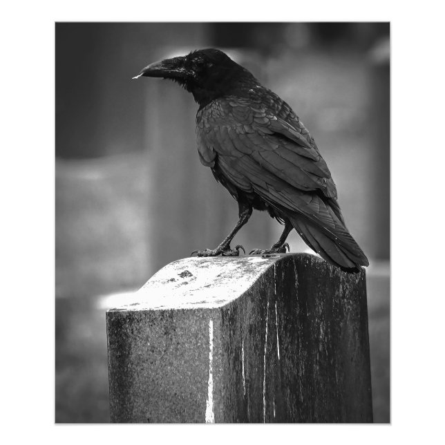Falln Found A Feather Photo Print (Front)