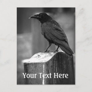 Falln Found A Feather Postcard