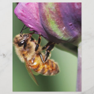 Falln Fuzzy Little Bee