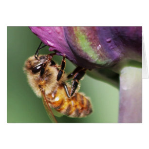 Falln Fuzzy Little Bee