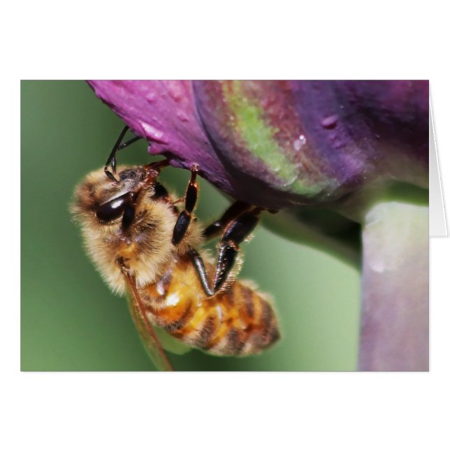 Falln Fuzzy Little Bee (Front Horizontal)