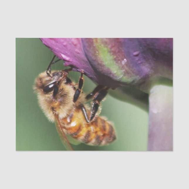 Falln Fuzzy Little Bee Tissue Paper (Front)