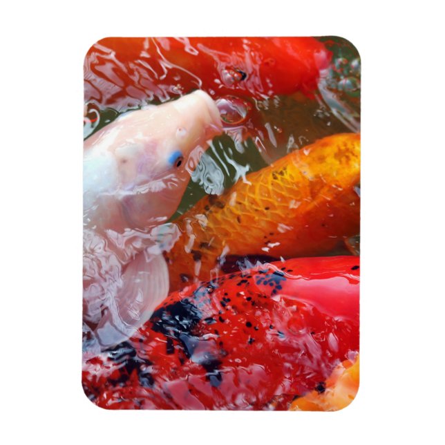 Falln Gathering Koi Magnet (Vertical)
