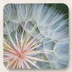 Falln New Wishes Coaster