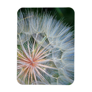Falln New Wishes Magnet