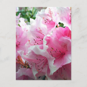 Falln Pink Floral Blossoms Postcard
