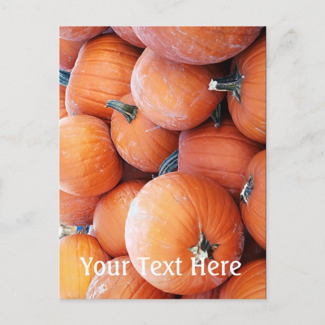 Falln Pumpkin Pile Postcard (Front)