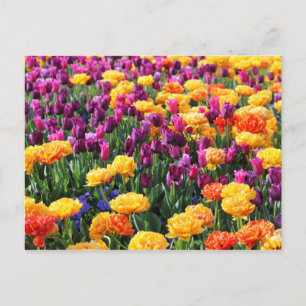 Falln Sunset Floral River Postcard