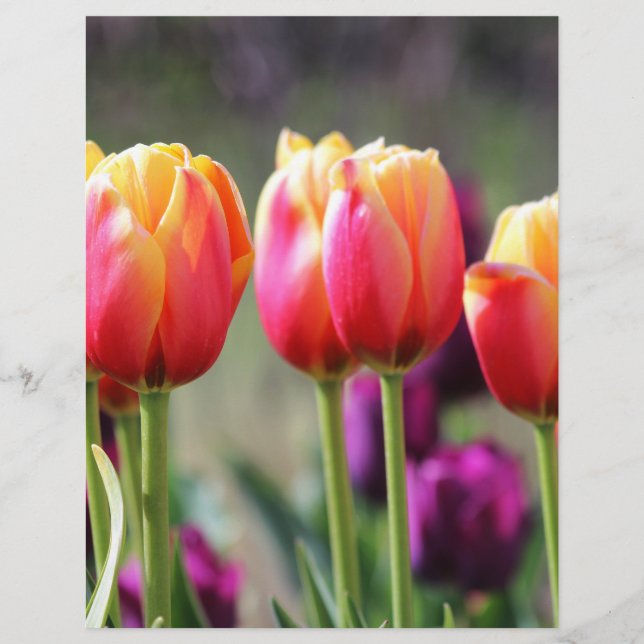 Falln Tulips Aflame (Front)