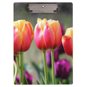 Falln Tulips Aflame Clipboard
