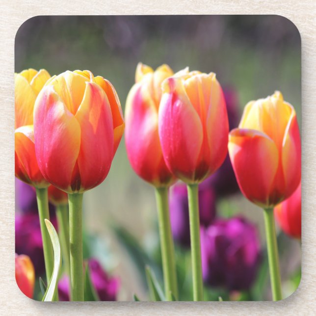 Falln Tulips Aflame Coaster (Front)