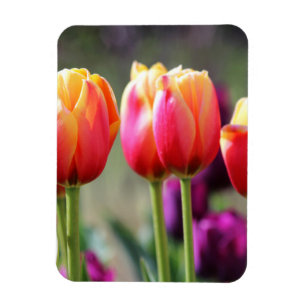 Falln Tulips Aflame Magnet