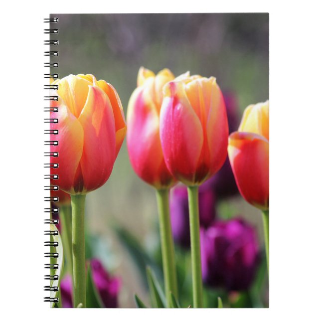 Falln Tulips Aflame Notebook (Front)