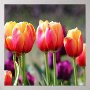 Falln Tulips Aflame Poster