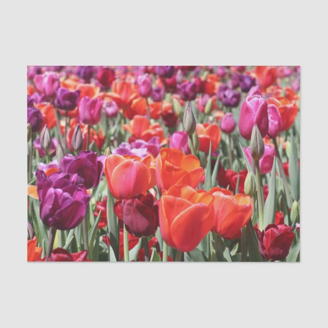 Falln Warm Tulips Tissue Paper (Front)