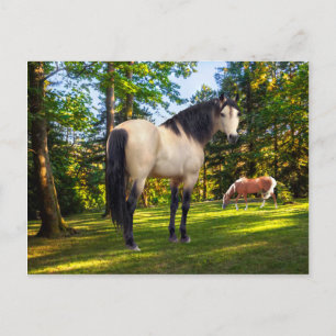 "Fallon" Postcard