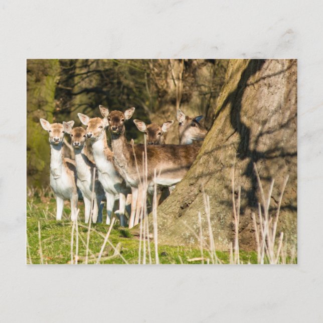 Fallow Deer at Holkham park in Norfolk England UK Postcard (Front)
