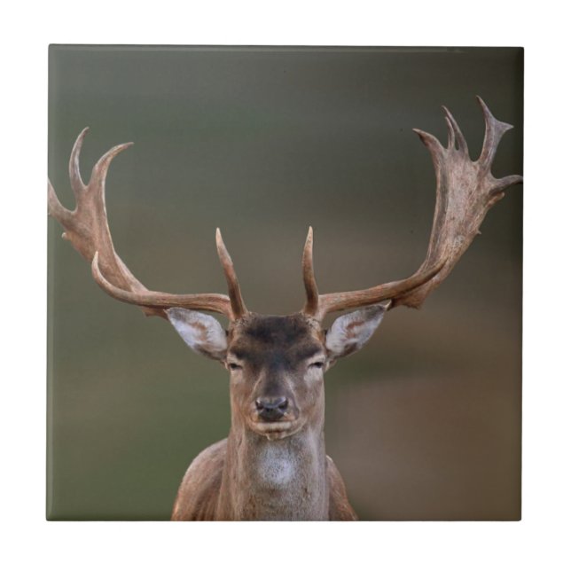 Fallow Deer is Judging You Ceramic Tile (Front)