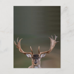 Fallow Deer is Judging You Postcard