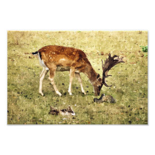 FALLOW DEER PHOTO PRINT