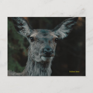 Fallow Deer Postcard