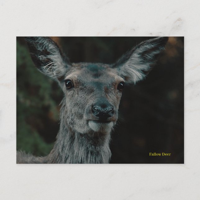 Fallow Deer Postcard (Front)