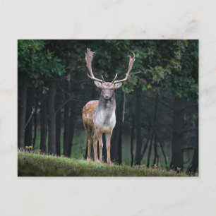 Fallow Deer Postcard