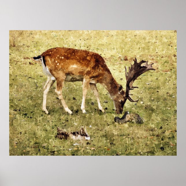 FALLOW DEER POSTER (Front)
