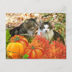Falls Season Cats and Pumpkins  Postcard