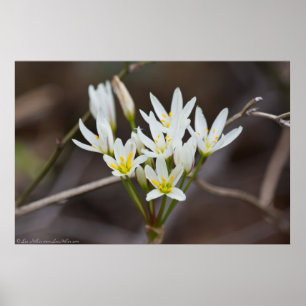 False Garlic Bouquet Wildflowers Poster